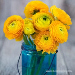 Mixed Ranunculus -Garden Supplies Sales Store 28114 yellow ranunculus 2