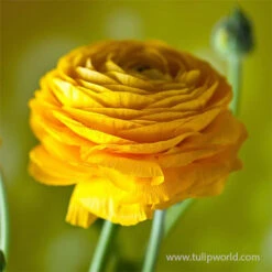 Tecolote® Ranunculus Yellow -Garden Supplies Sales Store 28114 yellow ranunculus 3
