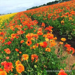 Tecolote® Ranunculus Collection -Garden Supplies Sales Store 28115 orange ranunculus 2 1