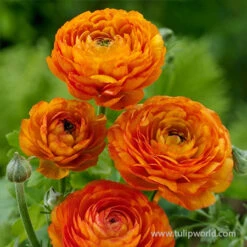 Mixed Ranunculus -Garden Supplies Sales Store 28115 orange ranunculus