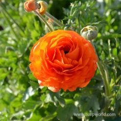 Tecolote® Ranunculus Collection -Garden Supplies Sales Store 28115 orange ranunculus 3 1