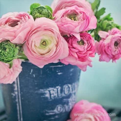 Tecolote® Ranunculus Collection -Garden Supplies Sales Store 28117 pink ranunculus 1