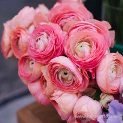 Tecolote® Ranunculus Pink -Garden Supplies Sales Store 28117 pink ranunculus 2