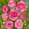 Tecolote® Ranunculus Pink -Garden Supplies Sales Store 28117 pink ranunculus 3 1