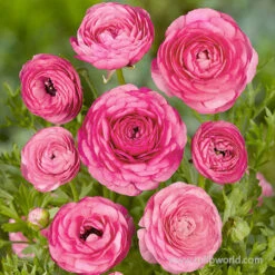 Tecolote® Ranunculus Collection -Garden Supplies Sales Store 28117 pink ranunculus 3 2