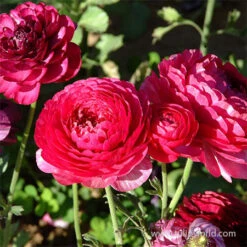 Tecolote® Ranunculus Collection -Garden Supplies Sales Store 28117 pink ranunculus 4 1