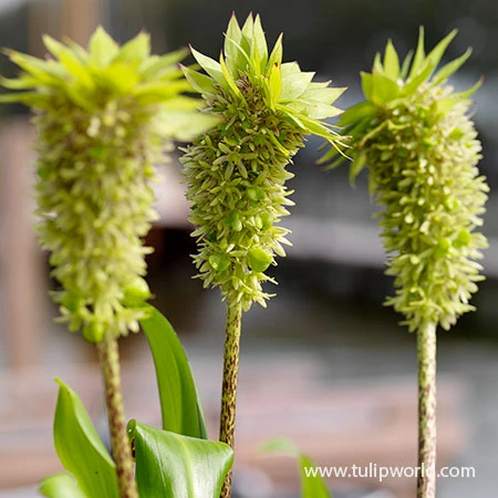 Bicolor Eucomis - (Pineapple Lily) 5 Bicolor Eucomis - (Pineapple Lily) - Image 3