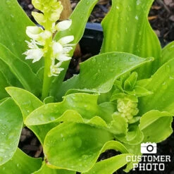Bicolor Eucomis - (Pineapple Lily) 9 Bicolor Eucomis - (Pineapple Lily) -Garden Supplies Sales Store 28118 pineapple lily 2 1