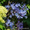 Blue Triumphator Agapanthus