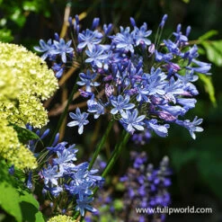 All Blue Summer Collection -Garden Supplies Sales Store 28120 blue triumphator agapanthus