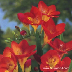 Freesia Collection -Garden Supplies Sales Store 28123