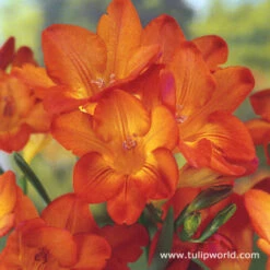 Freesia Collection -Garden Supplies Sales Store 28125