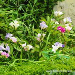 Ultimate Value Collection For Sun 21 Ultimate Value Collection For Sun -Garden Supplies Sales Store 28126 mixed freesia