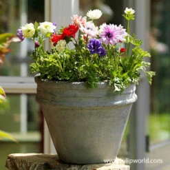 Instant Summer Garden Collection -Garden Supplies Sales Store 28128 st brigid mix 2 2