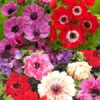 Hot Anemone Collection -Garden Supplies Sales Store 28150