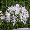 White Superior Agapanthus -Garden Supplies Sales Store 28152
