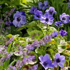 All Blue Summer Collection -Garden Supplies Sales Store 28154 1