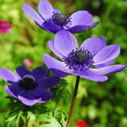 Mr Fokker Anemone -Garden Supplies Sales Store 28154 2