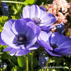 All Blue Summer Collection -Garden Supplies Sales Store 28154 mr fokker 1