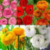 Tecolote® Ranunculus Collection -Garden Supplies Sales Store 28159 tecolote ranunculus collection