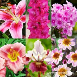 All Pink Summer Collection