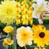 All Yellow Summer Collection -Garden Supplies Sales Store 29146 all yellow summer collection 2
