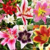 Lilies Of Summer Collection -Garden Supplies Sales Store 29149 lilies of summer sampler collection