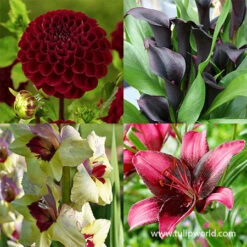 Night's Sky Collection