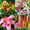 Superb Summer Garden Collection