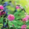 Butterfly And Hummingbird Garden Jumbo Seed Pack -Garden Supplies Sales Store 29154 hummingbird garden