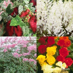 Colorful Summer Shade Garden