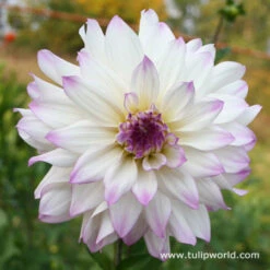 Orchid Visions Dahlia Collection -Garden Supplies Sales Store 3100 2