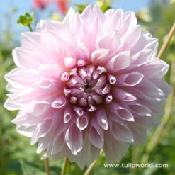 Blushing Bride Dahlia Collection -Garden Supplies Sales Store 3103