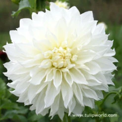 Sunny Side Up Dahlia Collection -Garden Supplies Sales Store 3106