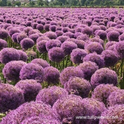 Globemaster Allium -Garden Supplies Sales Store 31103 globemaster allium