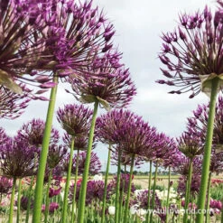 Purple Sensation Allium 9 Purple Sensation Allium -Garden Supplies Sales Store 31104 purple sensation allium 2