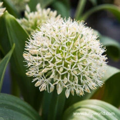 Gazebo Parts Direct Sales Store -Garden Supplies Sales Store 31105 ivory queen allium 2 1