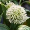 Ivory Queen Allium -Garden Supplies Sales Store 31105 ivory queen allium 2