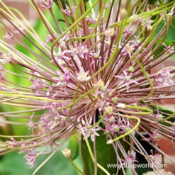 All Allium Collection 18 All Allium Collection -Garden Supplies Sales Store 31107 allium schubertii 2