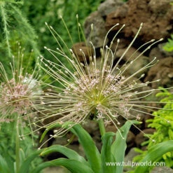 All Allium Collection 17 All Allium Collection -Garden Supplies Sales Store 31107 allium schubertii