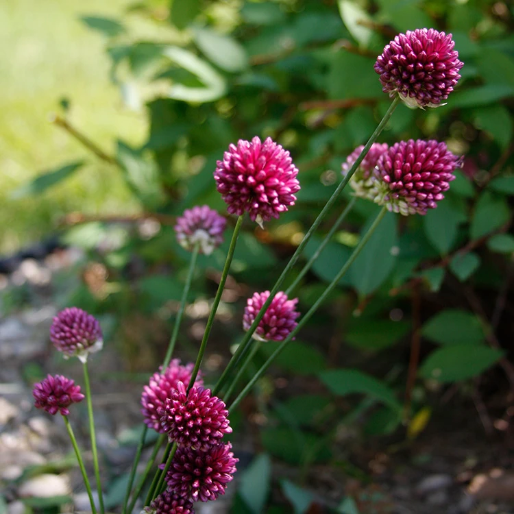 All Allium Collection 10 All Allium Collection - Image 8