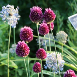 All Allium Collection 22 All Allium Collection -Garden Supplies Sales Store 31108 drumstick allium 2 1
