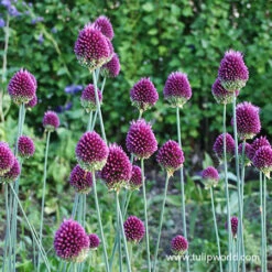 Warm Climate Spring Blooming Garden Collection -Garden Supplies Sales Store 31108 drumstick allium