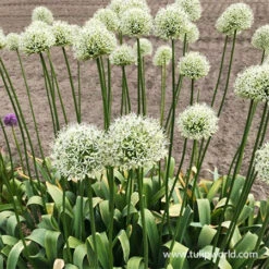 Purple & White Allium Collection -Garden Supplies Sales Store 31109 mount everest allium