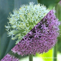 Purple & White Allium Collection