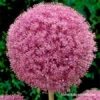 Pink Allium Giganteum -Garden Supplies Sales Store 31114 pink allium giganteum