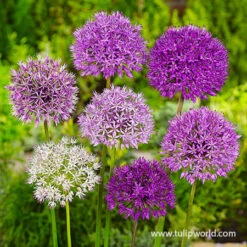 All Allium Collection 25 All Allium Collection -Garden Supplies Sales Store 31116 big impact allium mix 1