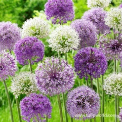 All Allium Collection 24 All Allium Collection -Garden Supplies Sales Store 31116 big impact allium mix 2 1