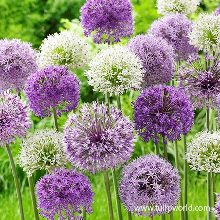 All Allium Collection 13 All Allium Collection - Image 11