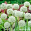 White Giant Allium -Garden Supplies Sales Store 31118 white giant allium